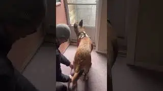 Belgian Malinois  training #shortvideo #belgianmalinois
