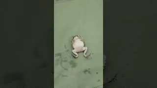 Smiling Frog!