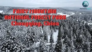 Fairy Mountain National Forest Park 🌲 | Snow, Grasslands & Nature in Chongqing