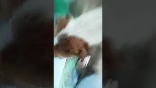 bib bo ri bo pi po kakakkaka (trend com o dieque)