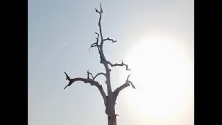 🏝️🏝️dry tree WhatsApp status video|nature status video|#shorts video#