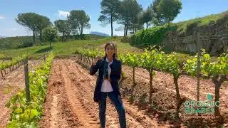 Grau i Grau Sensvs crianza - Organic Red wine from DO Pla de Bages, Spain | Wine Explained