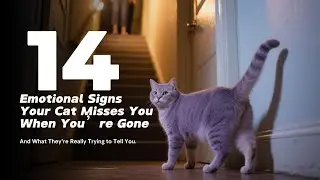 14 признаков того, что ваша кошка скучает по вам, когда вас нет😱😱😺#фактыокошках #поведениекошек