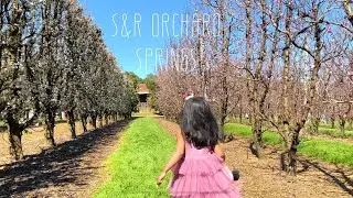 S&R Orchard | Spring | Walliston