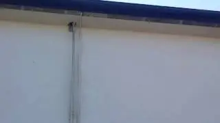 Rodent inspection