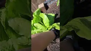 #2025gardening #backyardgarden #garden #growyourownfood #vegetablegarden #homesteading #2025 #grow