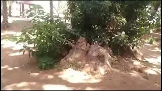 حديقة نزهة حسان