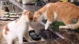 Cat Territory Battle ! | Fight over Territory #cat #shorts #animals #cats