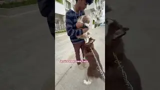 Jessica meets new frens ! #indianhuskies #huskies #husky #huskyvlog #dogshorts #pets