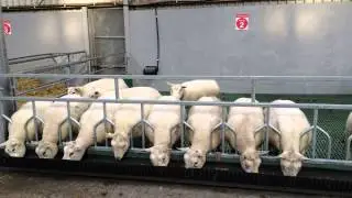Cormac Sheep Equipment Sheep Barrier