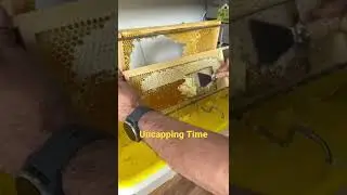 Honey Comb Uncapping Time