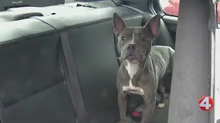 Police, SPCA search for answers after finding dog abandoned in Niagara Falls park