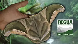 Forest Guardian: Rhescyntis hippodamia / GIANT MOTH from Brazil, REGUA - Bug Highlight