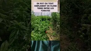BASILIC !! 🌱 C'EST L'HEURE DU SEMIS... 🤫 #potager #bio #basilic #semismars #semis #mars2024
