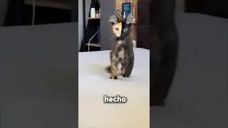 El gato m&aacute;s EXTRA&Ntilde;O del mundo...