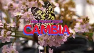 AI Generated Music: CAMBIA - M&A Production Experiment (OFFICIAL 2024)