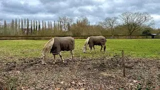 Horses | London | Cinematic
