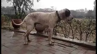 Pure Bully Kutta &mdash; Strength. Style. Soul