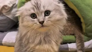 Котята после прививки 