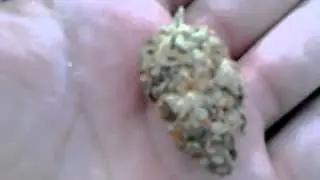 Pinapple express bud