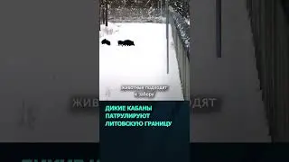 Отряд из 12 диких кабанов заметили на литовско беларусской границе  #беларусь #новости #граница