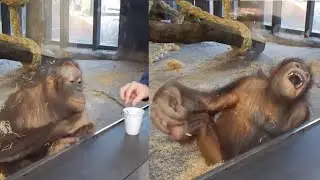 ANIMALS REACTING TO MAGIC !