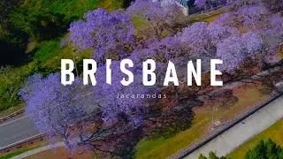 Colorful Jacaranda trees blooming around Brisbane by drone | Queensland, Australia