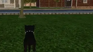 Обзор на город в cat simulation/мейн-кун шоу/ black