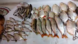 pescaria rio Par&aacute; - esse dia foi top - #fisgada #peixao #fishon #goiasrecord #fishingvideo