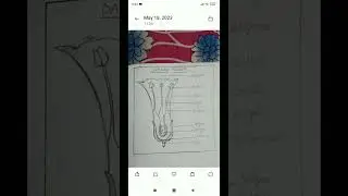my drawing#science #10thclass #school #biology
