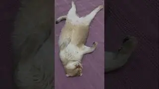 #Кот #Кошка #Котики #МилыйКотик #SleepingCat #CatNaps #CatsOfInstagram #CatLover