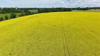 V&aring;rraps Floby 4 juli 2025 - Spring rapeseed in Falbygden