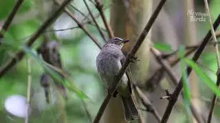 White-browed Bulbul Bird Preening and Resting in Bamboo Trees | 6 Minutes Nature Study