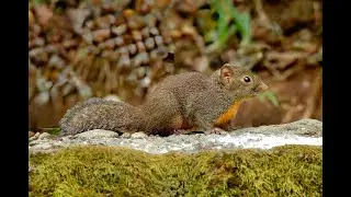 ORANGE-BELLIED HIMALAYAN SQUIRREL