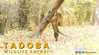 Territory Marking of Tadoba Male Tiger named as Chota Matka