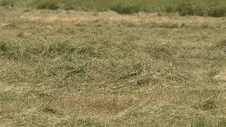 Grass Hay Production - Daren Redfearn - June 23, 2017