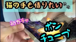 【ゲーム】猫、ガチャをする【Cat playing smartphone games】
