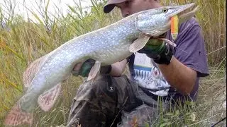 Pesca de lucios con vinilo: 4 lucios con Black minnow