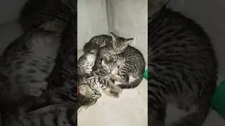 cute cat baby's #cat #shortsfeed #funny #everyone #everyonefeed
