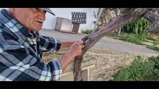 ΠΩΣ ΜΠΟΛΙΑΖΟΥΜΕ ΑΜΠΕΛΙΑ ΚΑΙ ΑΛΛΑΖΟΥΜΕ ΠΟΙΚΙΛΙΑ  Grafting Grape Vines in EARLY SPRING  #grafting