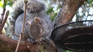 Poor wounded squirrel