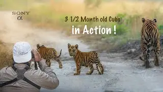 Tiger Cubs Sighting - Panna Tiger Reserve Oct' 24 - Munish Palaniappan | Nature Expeditions India