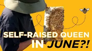 Behind the Hive Vlog 8: Self-raised queen in June! Is this vertical split hive good to go?