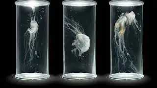 Glass Capsules