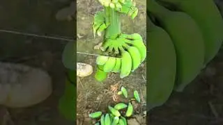 Green Banana Cutting ASMR #agriculture #cuttingskills #vegetable #shorts
