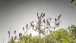 Roze spreeuw - Rosy starling