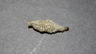 Tineidae Larva's Locomotion (Casebearer).