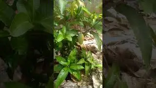 small mango tree
