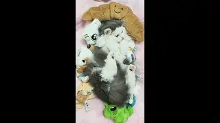 ASMR Cat Spa No Talking   Intense Ear Cleaning, Face Massage & Paw Wash Triggers 4K(E8)