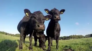 Advancing Range & Pasture Management. Together.